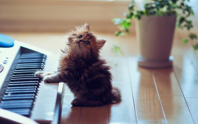 musica-para-gatos