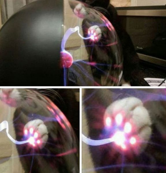 cat-playing-with-plasma-ball