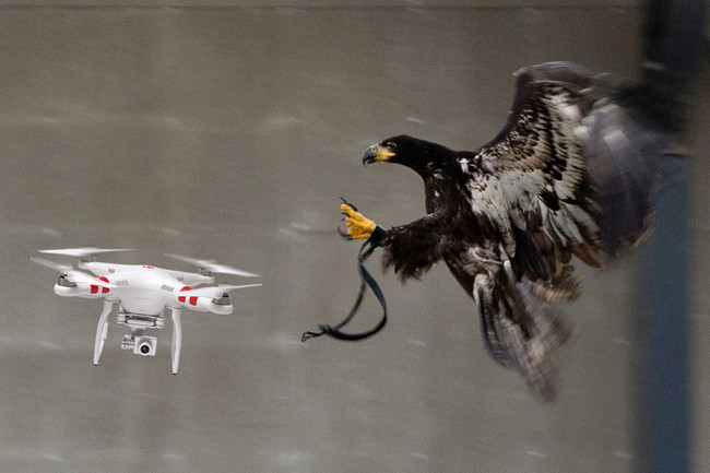 águias drones